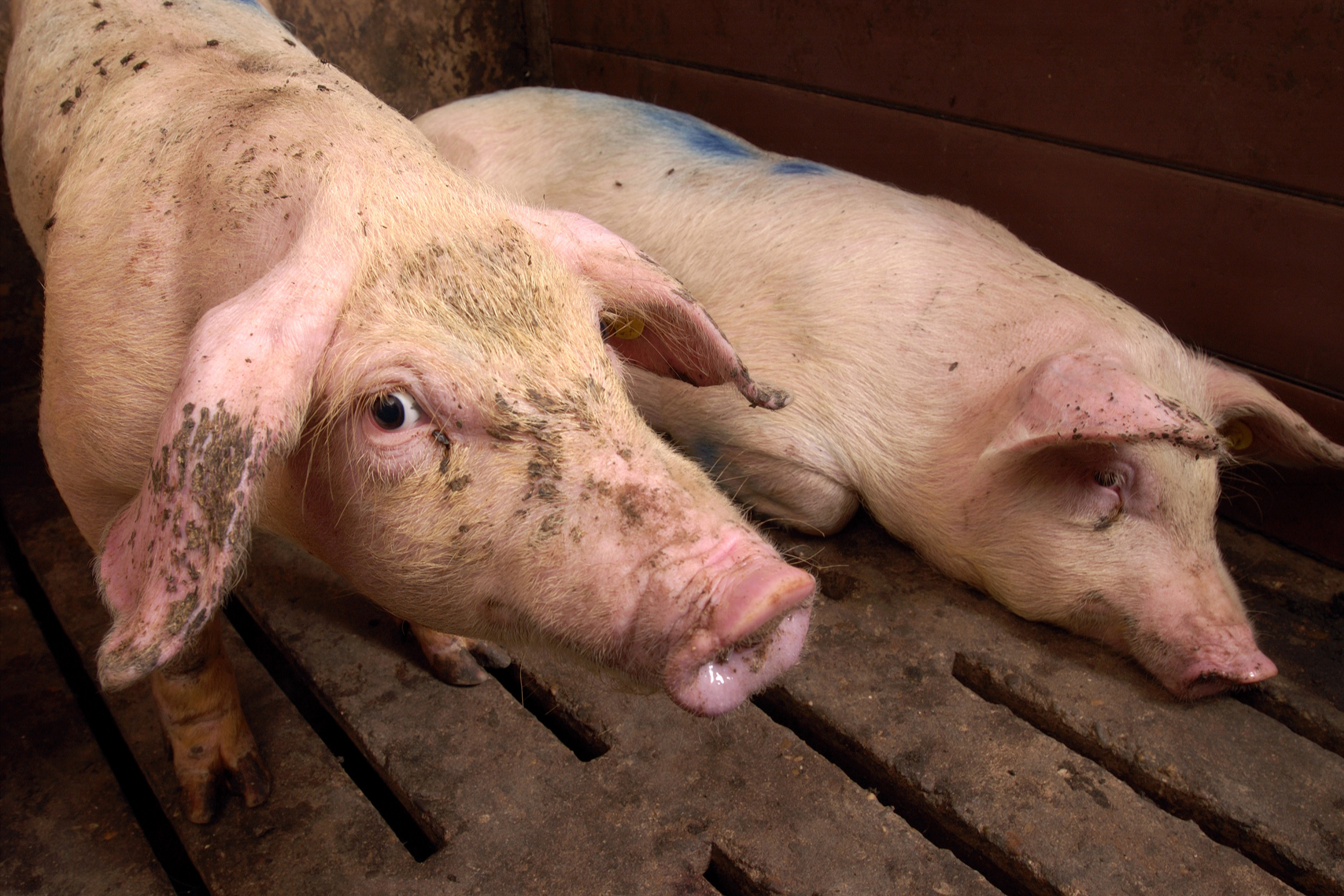 Свинка кожа. Цирковирус свиней дерматиты. Аскаридоз свиней поросята. Цирковирус свиней вакцина.