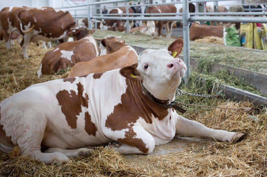 Причины тимпании рубца у телят, коров