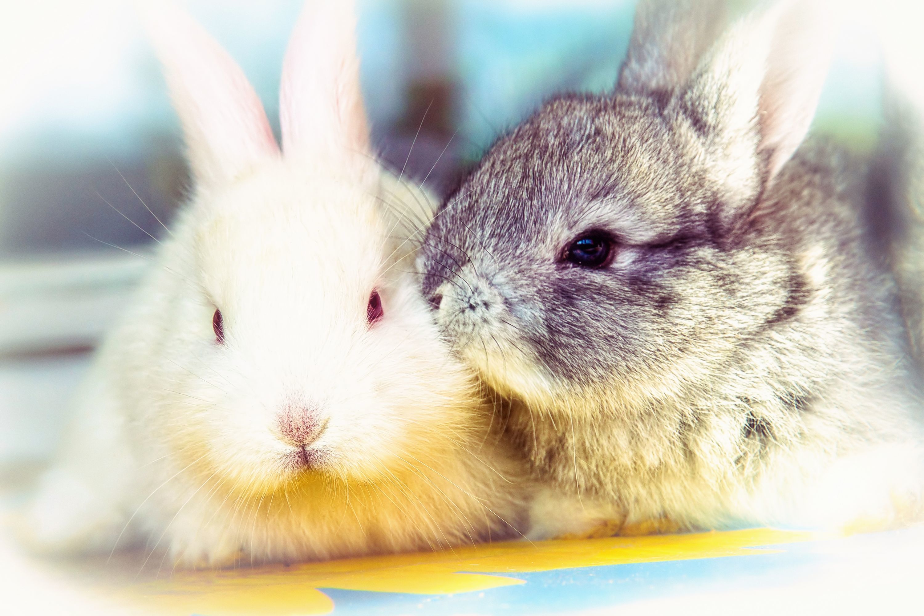 Как будет на английский ваш зайчик. Милый кролик. Милые крольчата. Милые Зайчата. Обои на рабочий стол кролик.