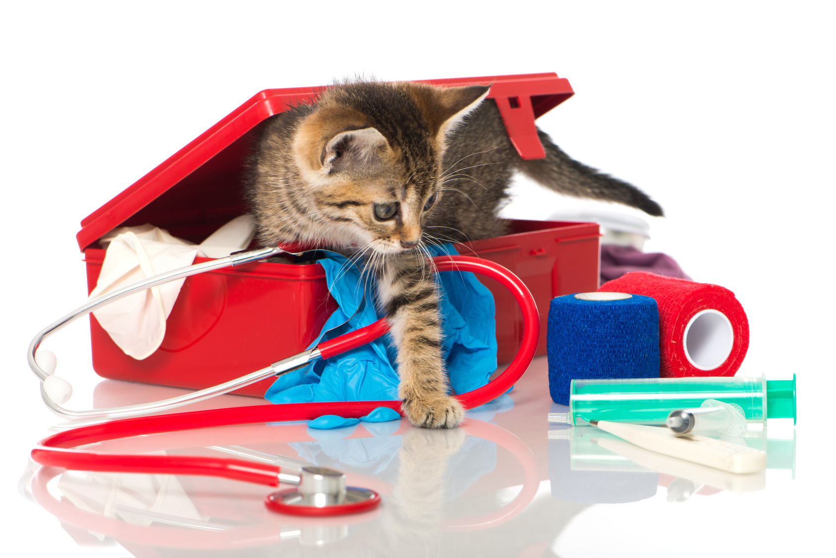 Первая медицинская помощь животным. Аптечка для животных. Кошка с аптечкой. Аптечка для кошки и собаки. Животные в медицине.