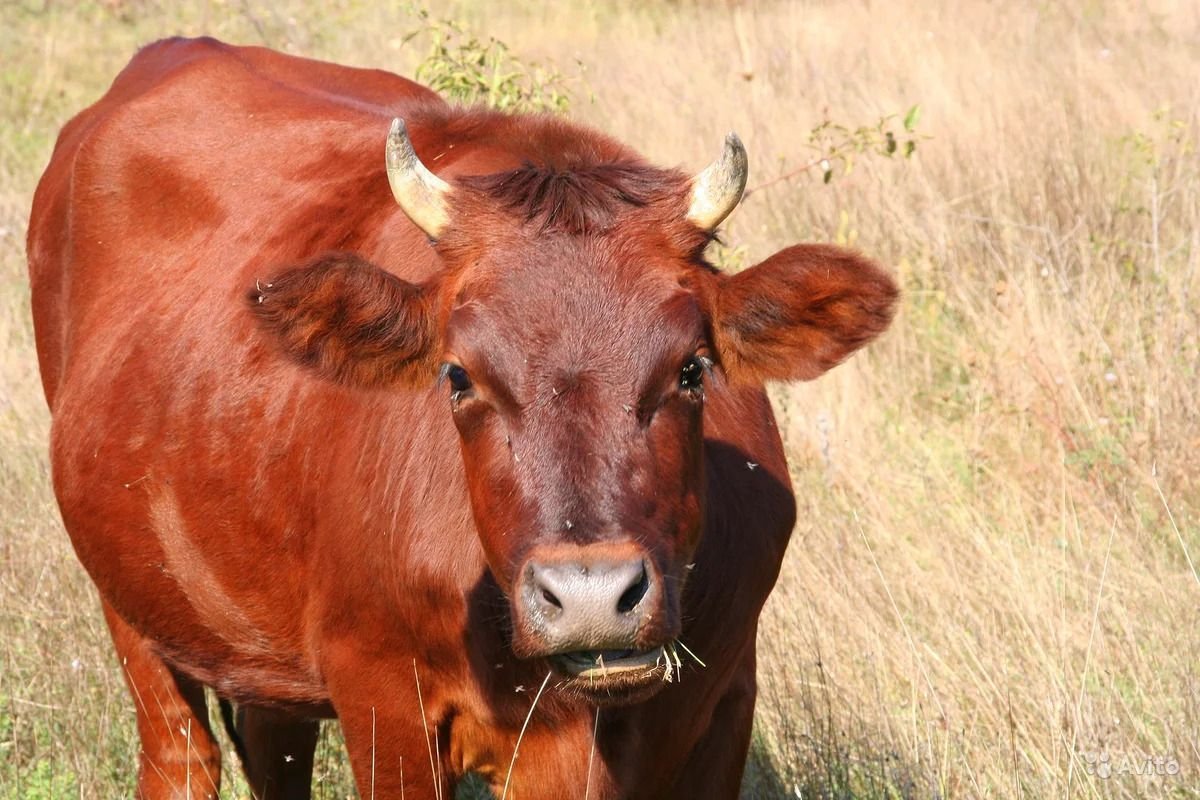Красная корова в израиле