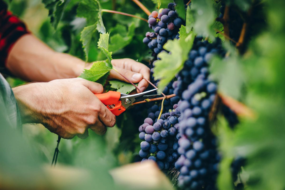 Виноград из семян: можно ли стать Мичуриным? 